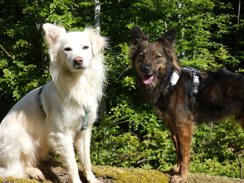 dogwalking : 2 chiens en balade nature